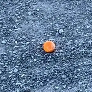 But de pétanque